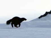 Så mange rovdyr har vi i Norge
