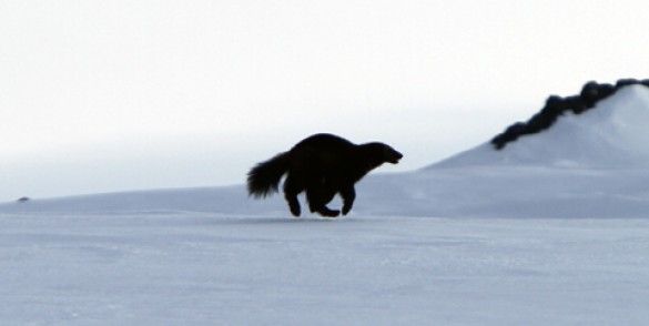 llustrasjonsfoto jerv © Petter Kaald/Statens naturoppsyn