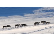 Om villren og folk på Dovrefjell