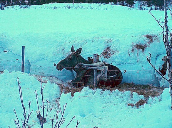 Kolla med begge bakføttene fast i trådgjerdet foto Ole Nordahl