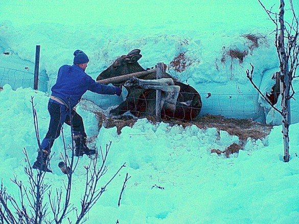 Ole Anton får løs kolla foto Ole Nordahl