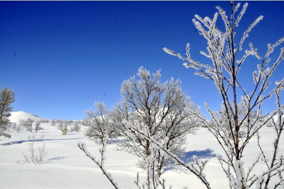 Slik var mars  2013 i Sollia foto Per Bjørkum