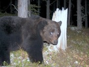 Bamse brakar