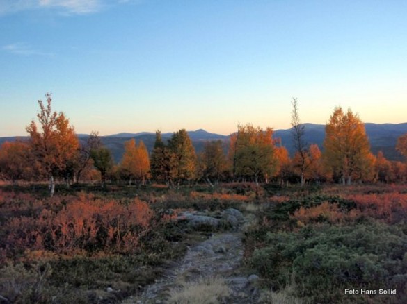 Foto av setervegen der den når snaufjellet i Grytvola. Foto Hans Sollid