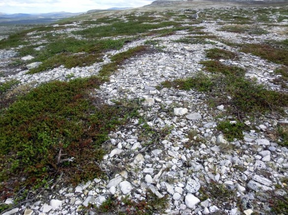 Utgeida lavdekke Storfjellet. Foto Yngve Rekdal.