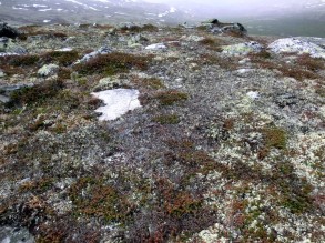 Lavhei Paradis Storfjellet. Foto Yngve RekdalYNR