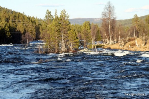 Fra Atna i vårflommen. Foto Bjørn Brænd