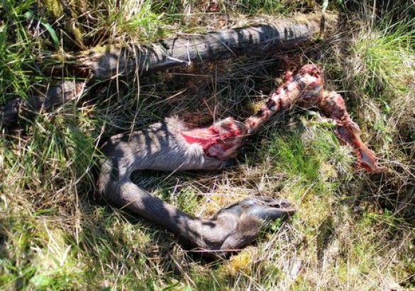 Elgkadaver foto Åse Synnøve Rønningenb