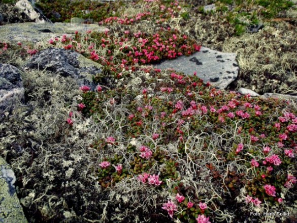 Rødsildre på Neskampen. Foto Hans Sollid