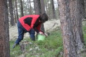Bilde av tyttebærplukking foto Jo