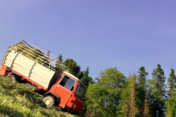 Nifst bratt nest i Brænd-jordet foto Jo Øvergaard