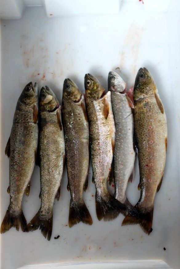 Ansjøfisk foto Bjørn Brænd
