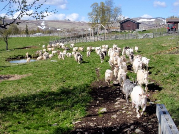 Geitene har gode dager på Øverdalssetra foto Hans Bondal