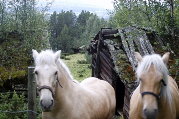 I beredskap?Hester på Sjølisetra foto Bjørn Brænd