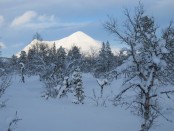 Bilde av Sølenkletten Foto Jo Øvergaard