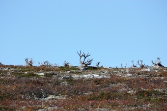 Bilde av 09 0910 bukk i sikte Sollia Fjellstyre web stort