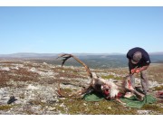 Trekning av reinsjakt er klar