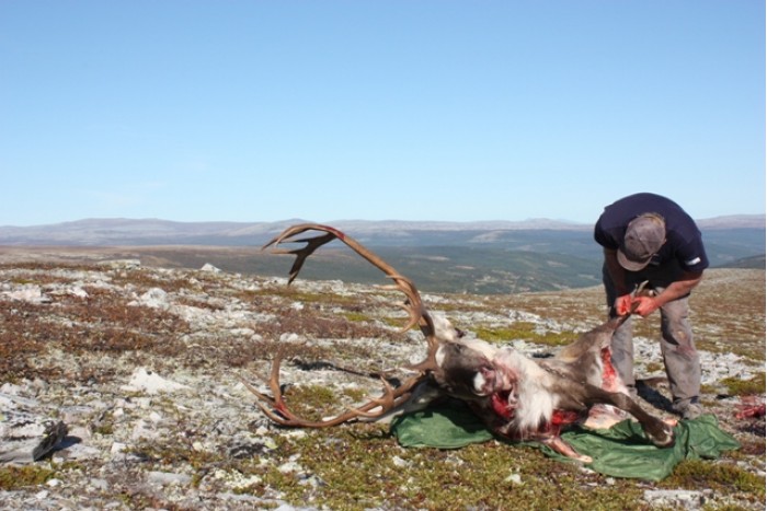 09 0910 storbukk vart det Sollia Fjellstyre web st