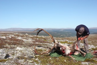 Bilde av 09 0910 storbukk vart det Sollia Fjellstyre web st
