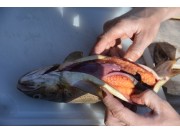 Fiskedag for Sollia Skole