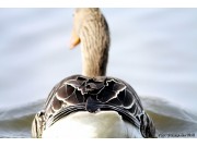 Grågåsa trekker tidligere