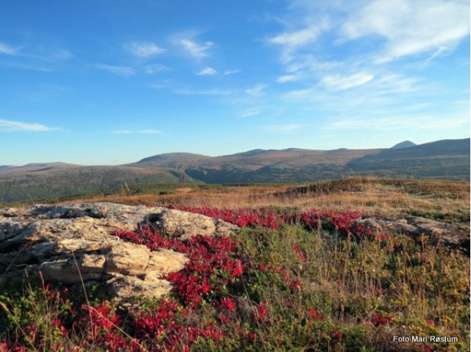 Høststemning fra Sollifjellet Foto Mari Røstum