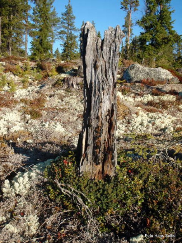 Gammel brannfaren stubbe i Hattlia