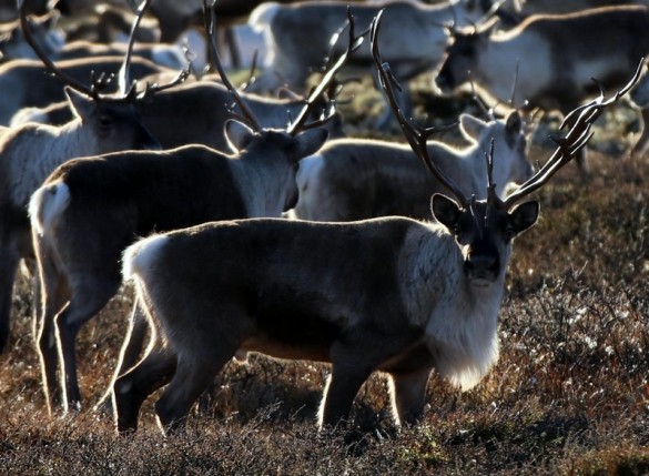 Ren i Stor-Grytdalen foto Chr P. Mathiesen