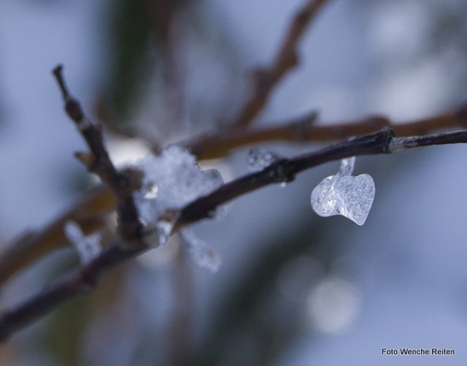 Naturens egen juletrekurv. Foto Wenche Reiten