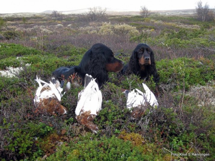Rypejakt. Foto Knut S Rønningen