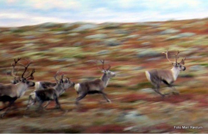 Rein i fart. Foto Mari Røstum