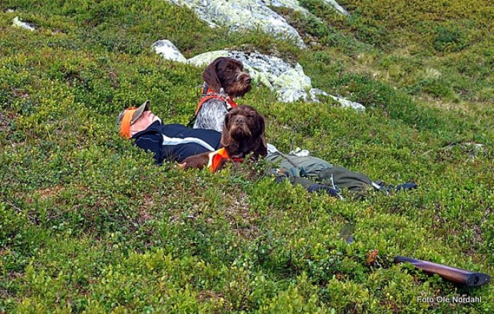 Fortjent hvil. Foto Ole Nordahl