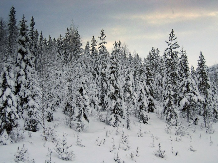 Vjnterskog foto Jo Øvergaard