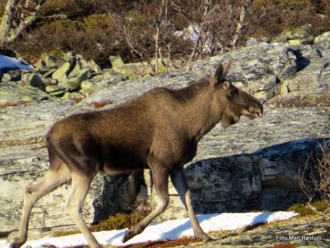16 nov.Liten bringe med felt gevir. Foto Mari Røstum