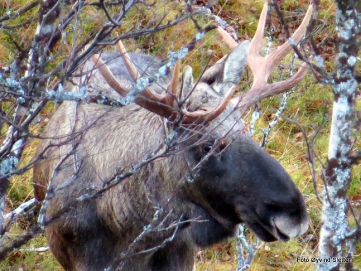 Nærbilde av åttetagger. Foto Øyvind Sletten