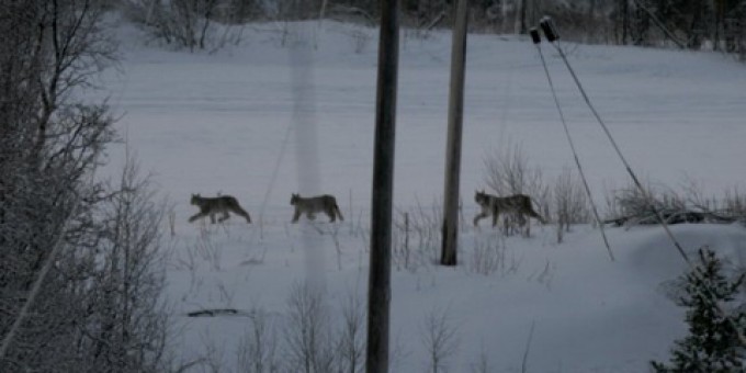 Teller gaupefamilier i vinter. Foto Lars Gangaas/Statens Naturoppsyn