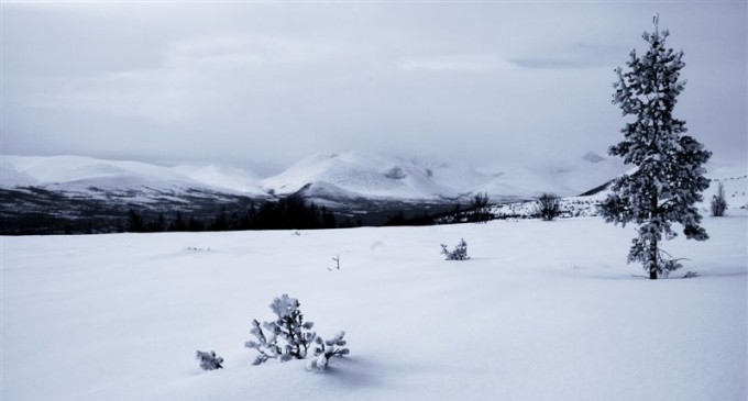 Gråtonevær. Foto Per Bjørkum 