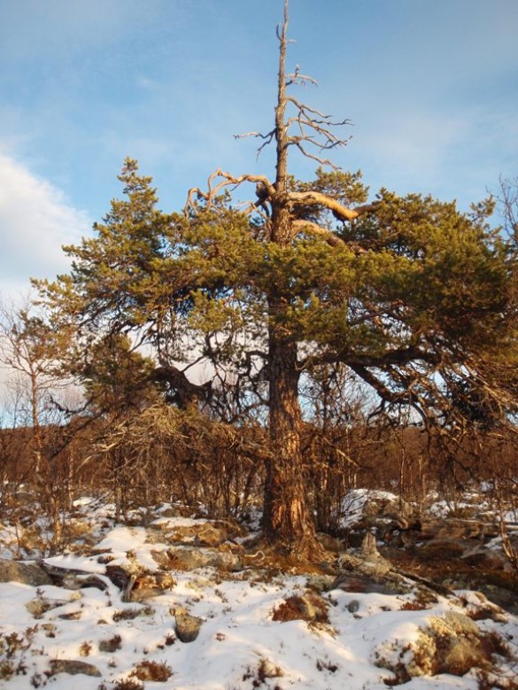 Gammel furu. Foto Hans Sollid