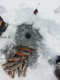 Bilde av fiskefangst tatt nylig i Sollia. Foto Lars Røste