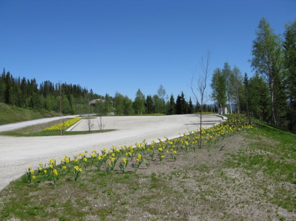 Beplantning ved parkeringsplass ved Sollia. Foto Berit Gomnes