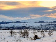 Møte med fjellets evige vandrer