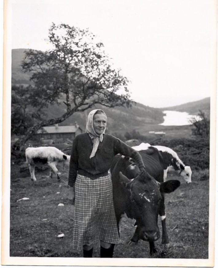 Bestemor  Hanna med kyr foto Ola Sørhus