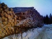 Det lysnet i skogen