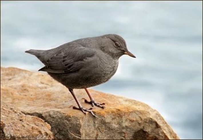 image0186