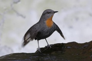 image0208