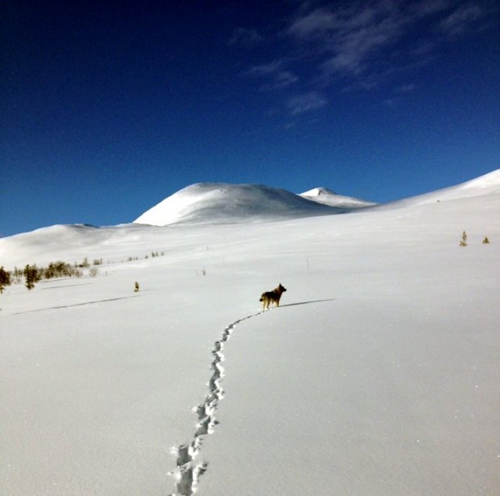 kOM TIL FJELLS! bLÅKAMPEN OG gRAVSKARDSHØGDA. FOTO bERIT e.gOMNÆS