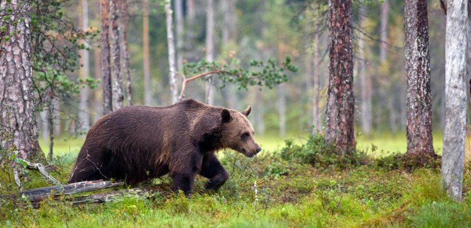 Statens naturoppsyn er interessert i dine observasjoner av bjørnespor. Foto: Bård Bredesen, Naturarkivet.no