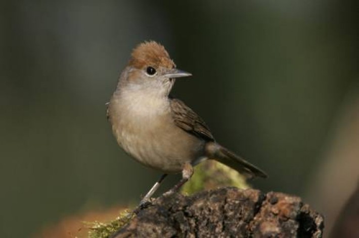 image0062