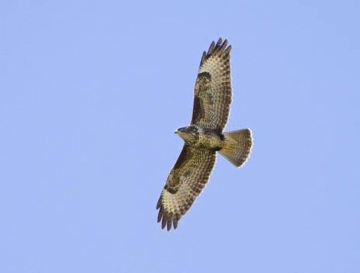 image0062