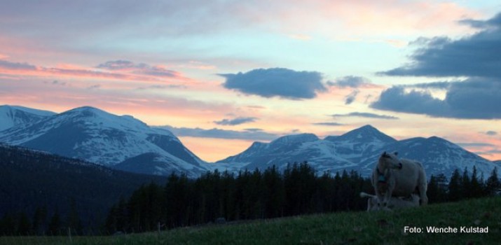 Vårbilde ffra Bakken. Foto Wenche Kulstad